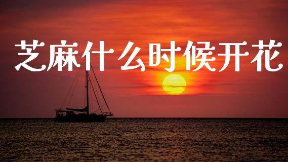 芝麻什么时候开花_https://m.jnkyh.com_期货开户条件_第1张
